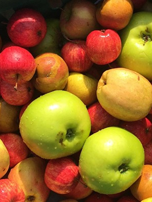Apple Teme